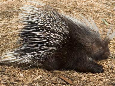 How Do Porcupines Have Sex 73