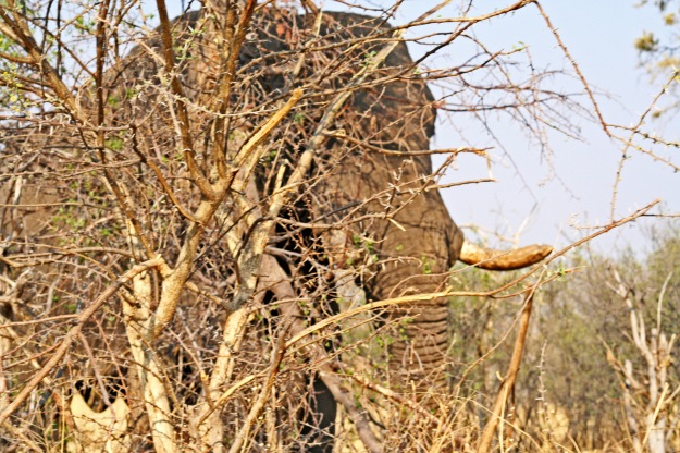 An elephant peeked around the bush, curious about what I was cooking on the fire.