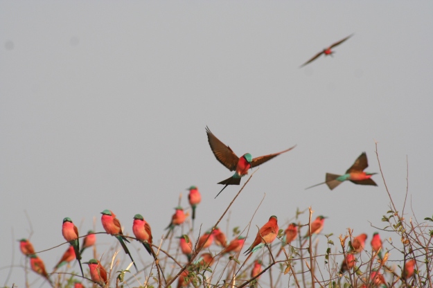 It was a privilege to witness the migration of thousands of  Carmine Bee-eaters on the banks of the Zambezi