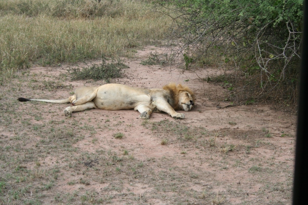 A three-legged lion? Sure, just taking a nap...