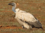 Cape-Vulture